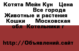 Котята Мейн Кун › Цена ­ 15 000 - Все города Животные и растения » Кошки   . Московская обл.,Котельники г.